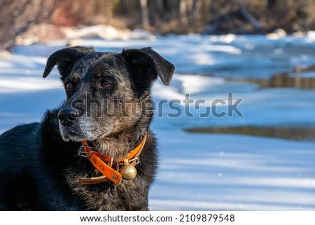 Black dog on frozen river enjoying the snow Royalty-Free Stock Photo #2109879548