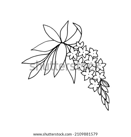 Flowering branch of ornamental garden shrub, buds, flowers, leaves, outline drawing with liner.