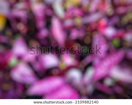 pink abstract blur of plant leaves in garden