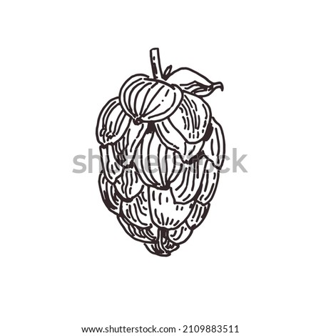 Drawing of hop flower isolated on white, beer hop hand drawn illustration, line art