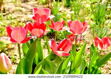 The picture shows close-up blooming tulips growing in a pink flower bed.