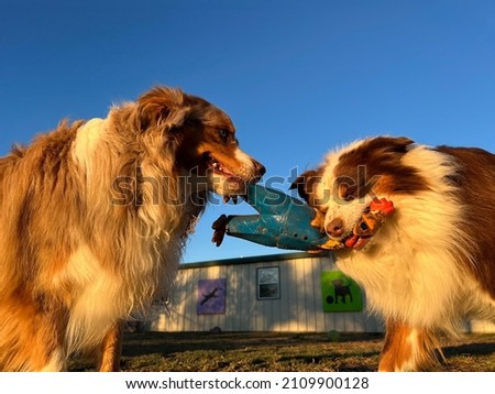 Low angle closeup of two furry miniature Australian shepherd dogs tugging on squeaky toy chicken with expressive faces outside during golden hour evening sunshine  Royalty-Free Stock Photo #2109900128
