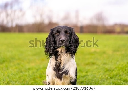 Black Springer Spaniel Hunting Dog Royalty-Free Stock Photo #2109916067