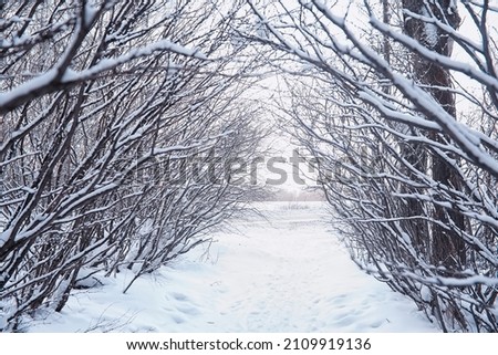 Winter forest landscape. Tall trees under snow cover. January frosty day in park.