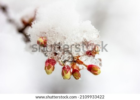 budding buds on a branch of a plum tree in the snow, shallow depth of field