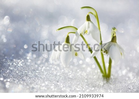 Snowdrop flowers in the snow, selective focus, blur, sunlight. Сard for the holidays in March. Royalty-Free Stock Photo #2109933974