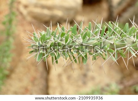 Didiereaceae Succulen Plant Growing in Tropical Garden. A Succulent Plants with Sharp Thorns for Garden Decoration.