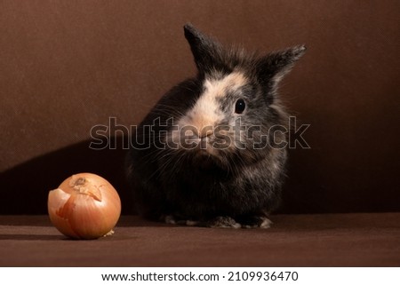 Decorative cute little gray-brown rabbit and vegetable single onion on a brown background indoors in the photo studio