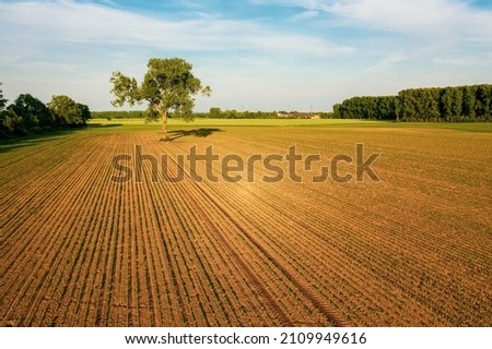 the lone tree in the field.
Drone photography  