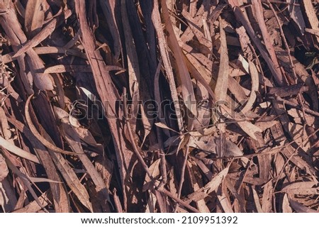 Textured Gum tree Bark euqualipt for background or screen saver close-up