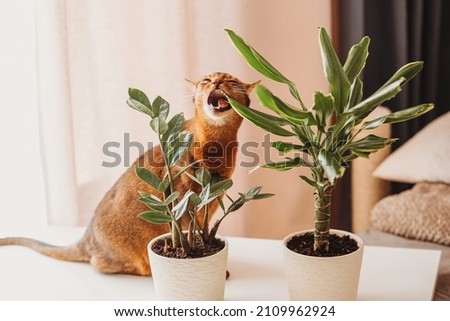 abyssinian cat eating houseplant. Domestic cat nibbling on green plant.  Royalty-Free Stock Photo #2109962924