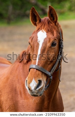 Horse head of a brown horse 
