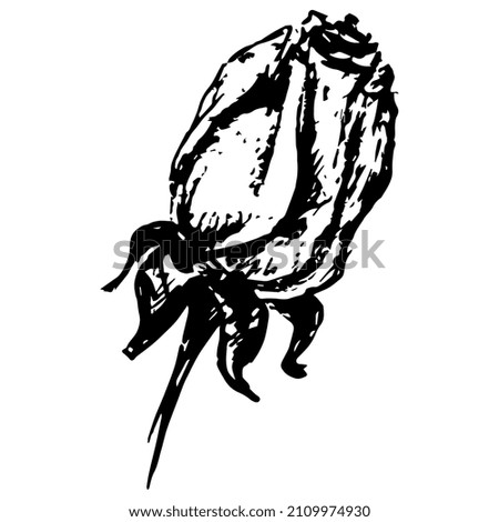 Single rosebud. Beautiful rose flower. Hand drawn rough sketch. Black and white silhouette. Floral design.
