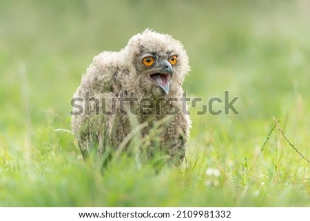 A beautiful juvenile  young European Eagle Owl (Bubo bubo) sitting in high grasses  in the Netherlands. Green background.                                                             
