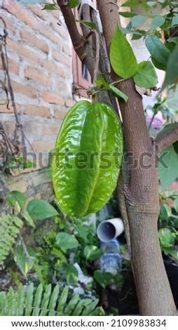 green star fruit on the tree