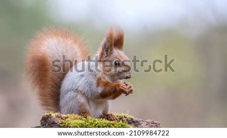 Magic Squirrel sitting in the woods on a stump and eating a nut.