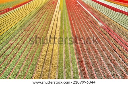 Flower fields in the Netherlands seen from above.