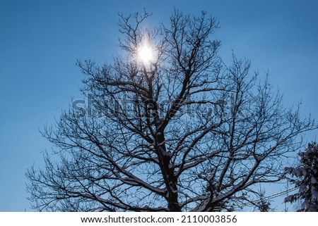 Picture of a tree, with the sun peeking through its braches on a snowy winter day.