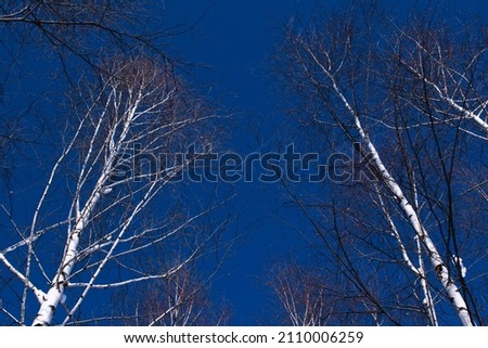 Picture of a birch trees against a blue sky. Taken on a snowy mountain.