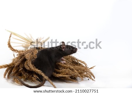 Black rat eats ears of grain, isolated on white background. Pet and care. Rodents, home rats and the threat of the harvest. Selective focus