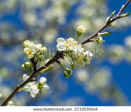 Spring flowering gardens. Branches of a blossoming cherry tree with flower buds against a blue sky. Horizontal photo.
