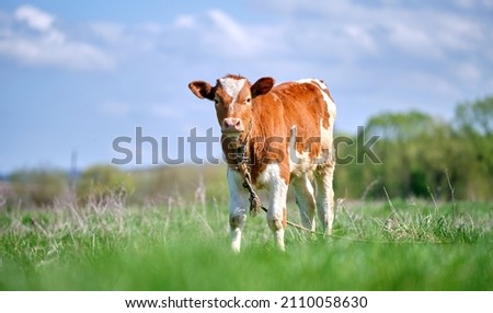 Young calf grazing on green farm pasture on summer day. Feeding of cattle on farmland grassland Royalty-Free Stock Photo #2110058630