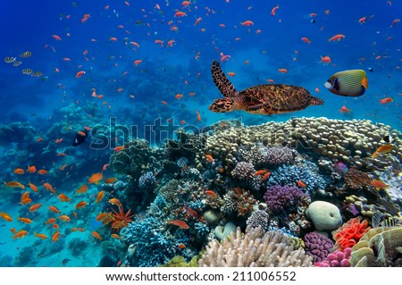 Tropical fish and turtle in the Red Sea, Egypt