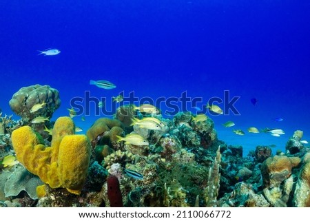 A shot of a tropical Caribbean reef in the Cayman Islands. sponge and coral grow to create a habitat for the brightly colored fish that thrive in these warm water conditions