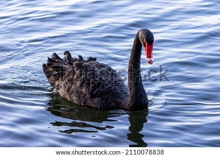 Black Swan in Lake Monger