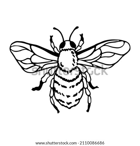 Honey bee in doodle style. Hand drawn clip art illustration.