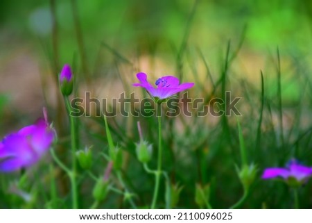 Purple flowers of Wild Geranium in the summer forest. Stock Image
