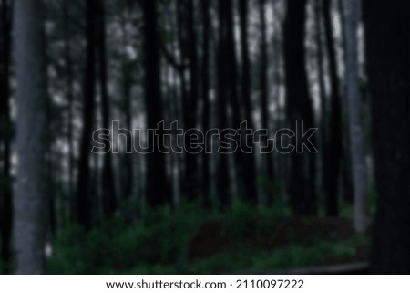 blur picture of dark forest with tall trees