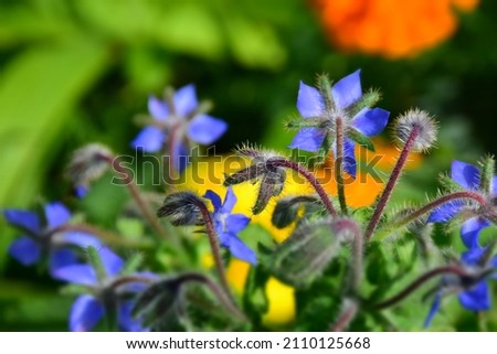 Borage plant with purple flowers. Stock Photo 