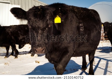 A purebred black Angus cow looks curiously at the camera as she is walking towards it on a sunny winter's day.  More of the herd is soft focused in the background.   Royalty-Free Stock Photo #2110140752