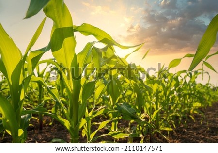 Young green corn growing on the field at sunset. Young Corn Plants. Corn grown in farmland.Maize seedling in the agricultural garden with blue sky.Green maize plants on field. Agricultural landscape Royalty-Free Stock Photo #2110147571