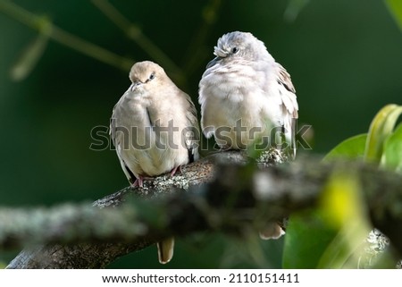 Couple of doves resting at noon.