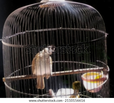 defocused, gray bird(trucukan) in a cage
