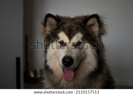 Adorable young Malamute portrait. Dark and cute dog picture in the indoors. Lovely smile, tognue out, fluffy ears. Selective focus on the details, blurred background.