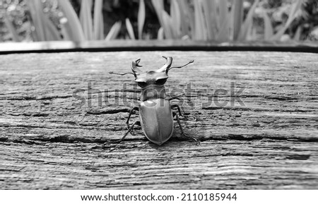 Male stag beetle with long and sharp jaws in wild forest sitting on the trunk of an oak tree, beetle stag consist of big horns, beautiful strong legs, stag beetle ready to attack for your life