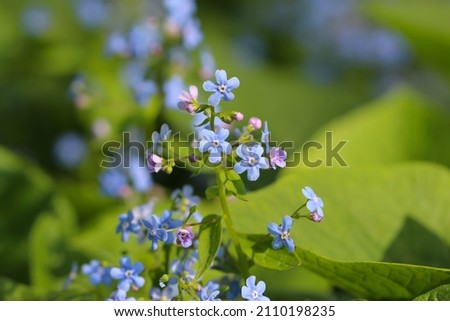 Macro photo of small blue flowers (lat. Myosotis) with selective focus on a natural blurry green background 