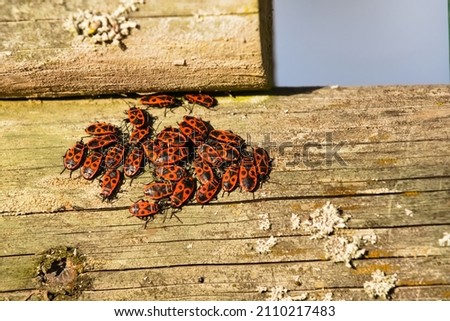 The Firebug (Pyrrhocoris Apterus) is a red and black bug. Very beautiful insect from Europe. Group of bedbugs gathered in a cluster on a wooden board in the sun. Blue sky in the background