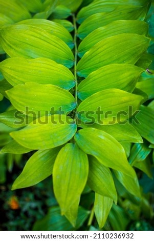 Close-up nature view of green leaf background and palm trees. Flat lying. Dark nature landscape. Tropical leaves. Nature background. High quality photo