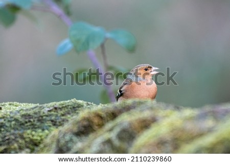 Male Chaffinch, or Common Chaffinch Fringilla coelebs feeding in a natural woodland setting during winter in the UK.