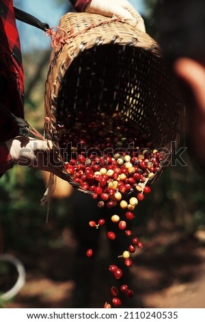 Organic  Robusta and arabica coffee berries beans farmer harvest in coffee plantation Royalty-Free Stock Photo #2110240535
