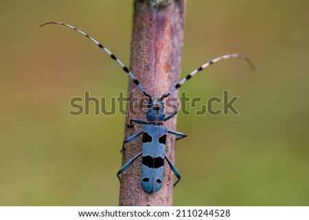 Beautiful blue incest with long feelers, Rosalia alpina - Longhorn beetle - Rosalia longicorn. Royalty-Free Stock Photo #2110244528