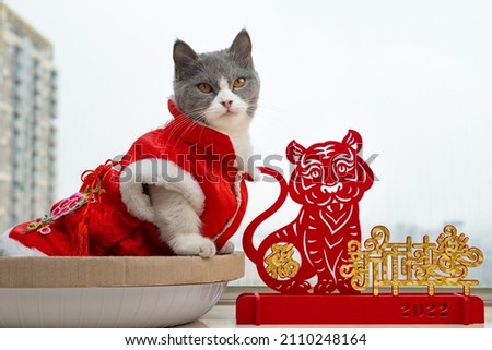 a cute cat with traditional Chinese new year dress and a tiger mascot nearby the Chinese means Happy New Year no logo no trademark Royalty-Free Stock Photo #2110248164