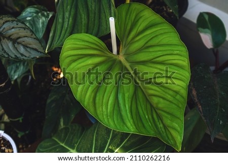 Green leaves in dark tones on a black background.Tropical green leaves Ideas for posters, covers, signs, brochures, websites. Royalty-Free Stock Photo #2110262216