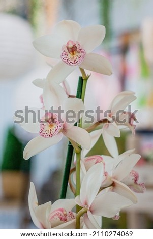 Panoramic image of splendid white blooming zipper flower exotic tropical plant amazing natural background wallpaper floral design closet