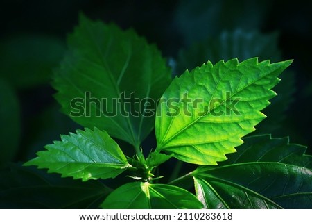 Backlighting on a green leaf by shone by morning sunlight