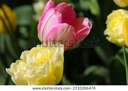 Macro photography of two tulips pink and yellow colored with selective focus blossom in spring